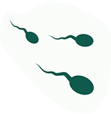 Intrauterin Insemination(IUI)