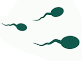 In Vitro Fertilization