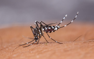 Dengue | Aedes